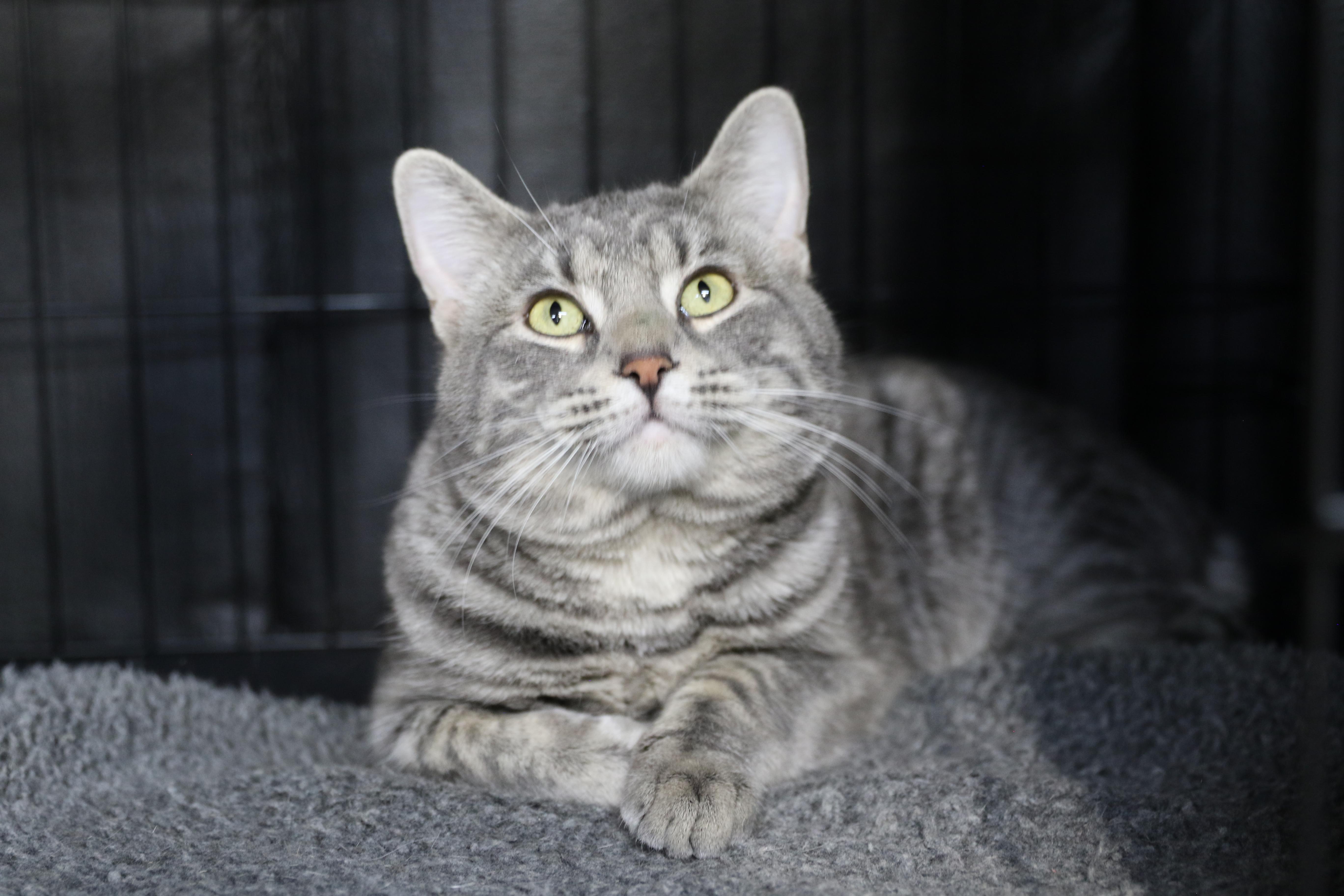 Enlarge PB, a ADOPTABLE Tabby in Cut Bank, MT image 3/4