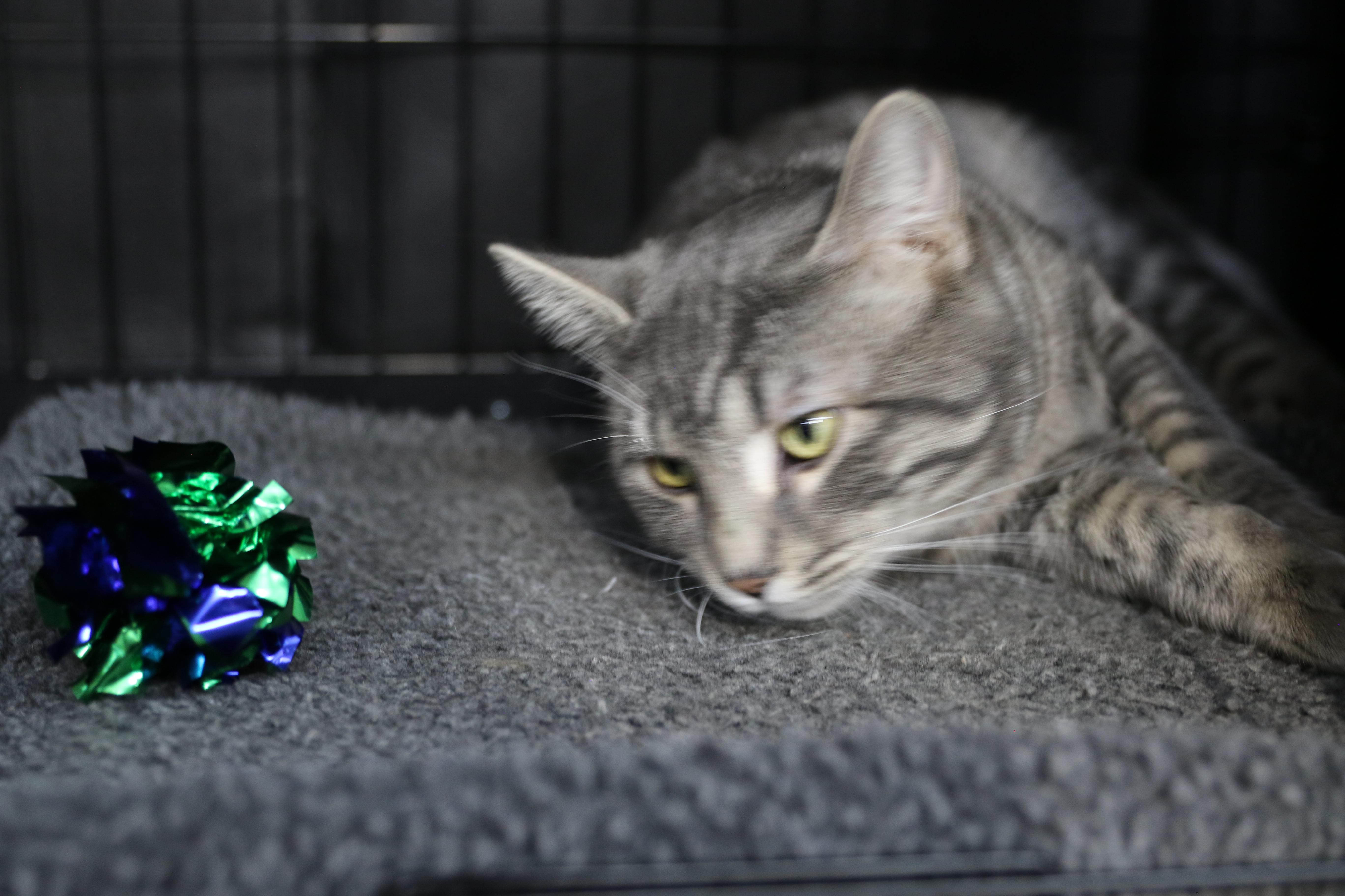 Enlarge PB, a ADOPTABLE Tabby in Cut Bank, MT image 4/4