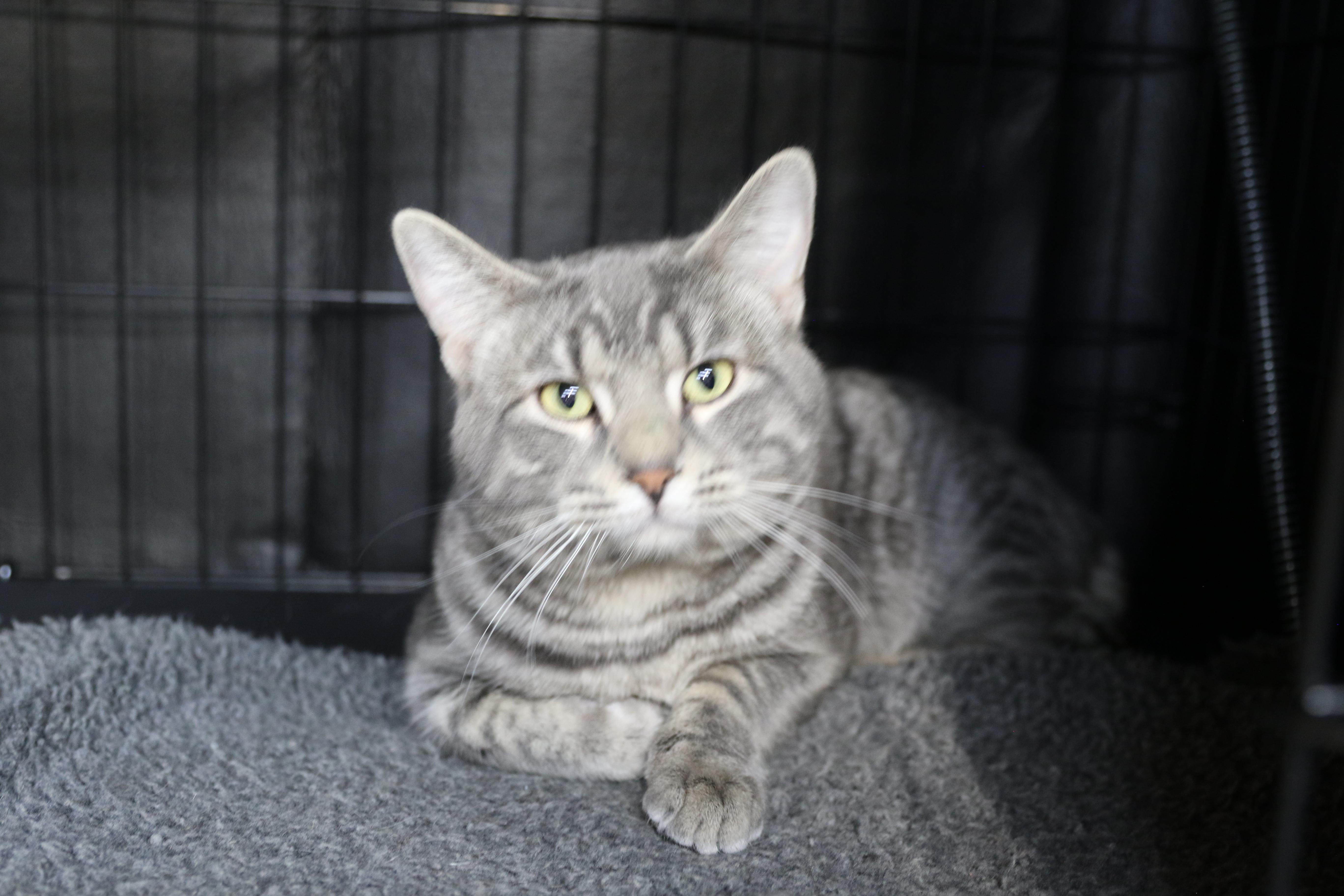 Enlarge PB, a ADOPTABLE Tabby in Cut Bank, MT image 1/4