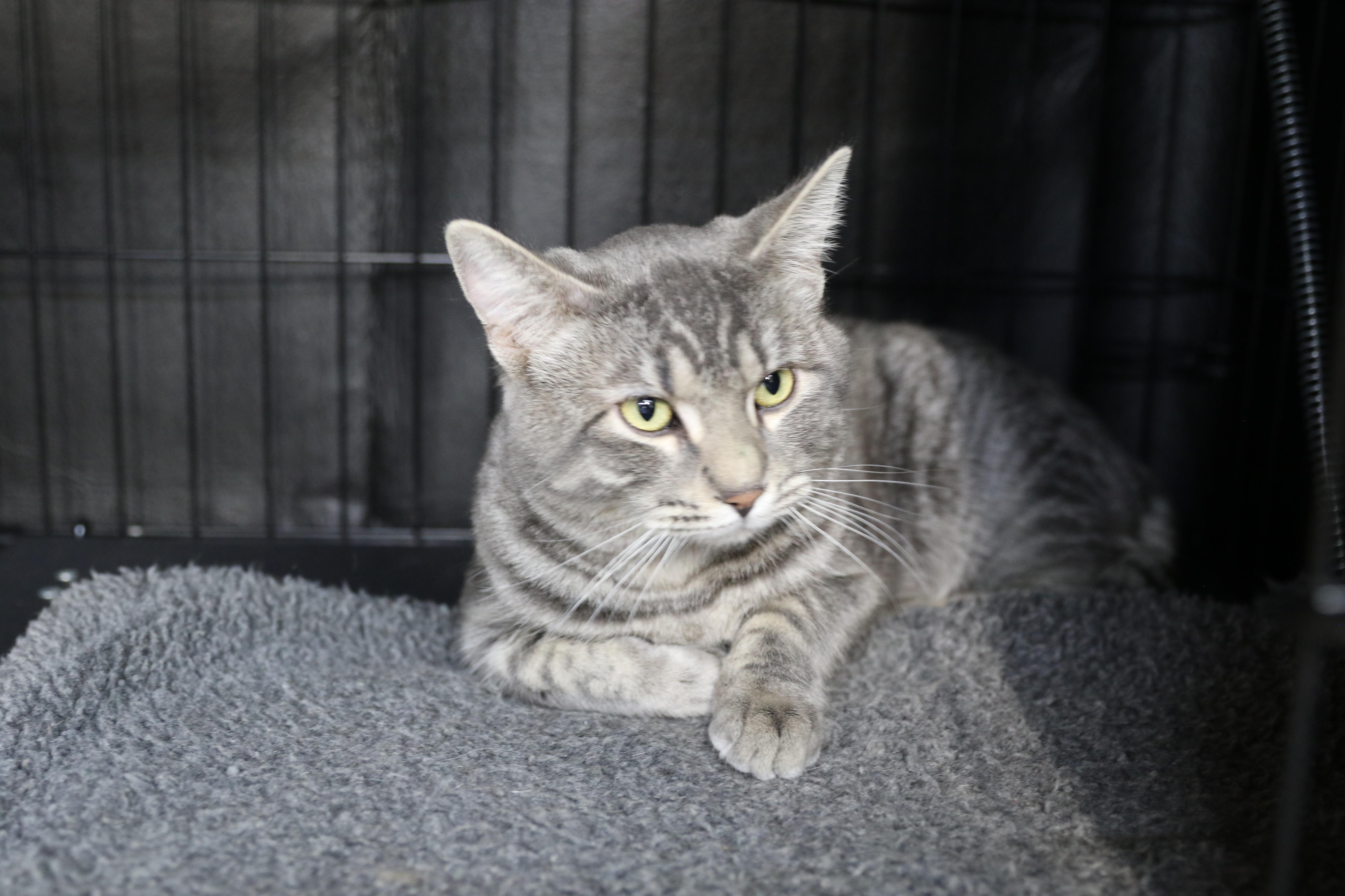 Enlarge PB, a ADOPTABLE Tabby in Cut Bank, MT image 2/4