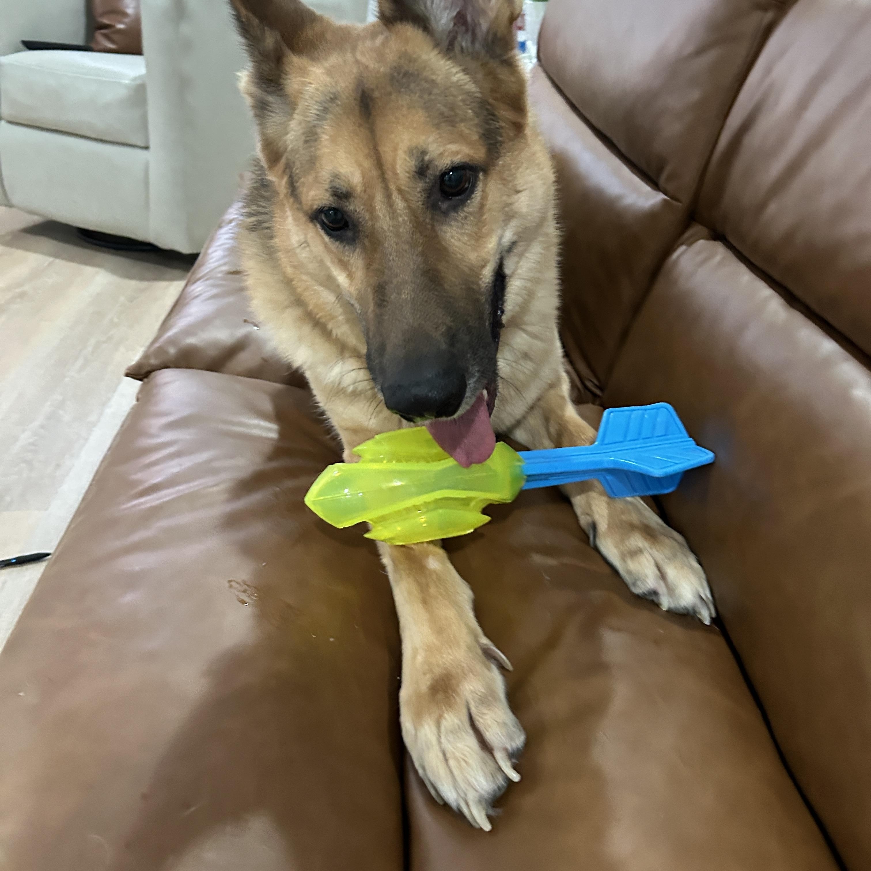 Enlarge Kilo, a Adoptable German Shepherd Dog in Dallas, TX image 2/3
