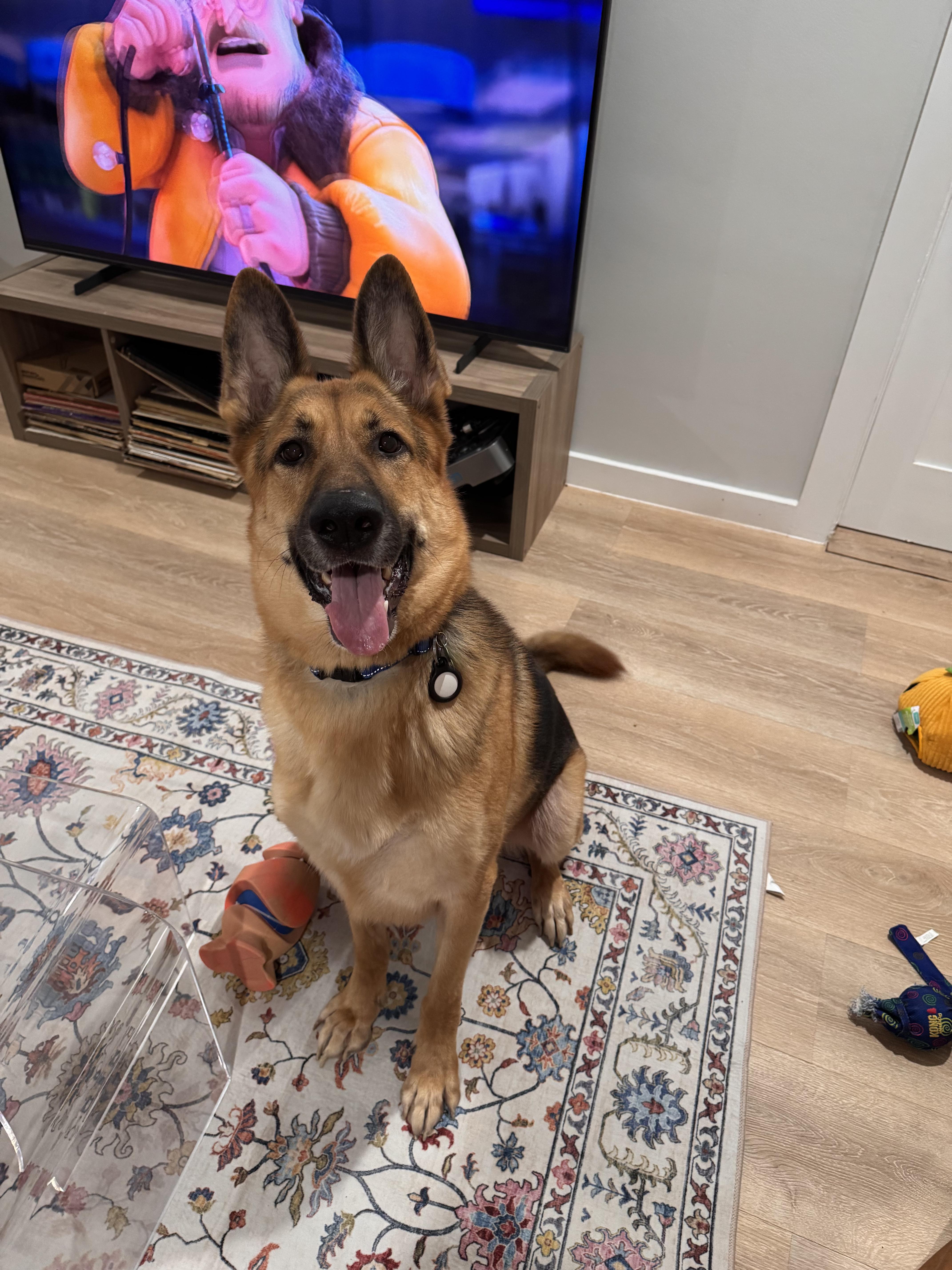 Enlarge Kilo, a Adoptable German Shepherd Dog in Dallas, TX image 1/3