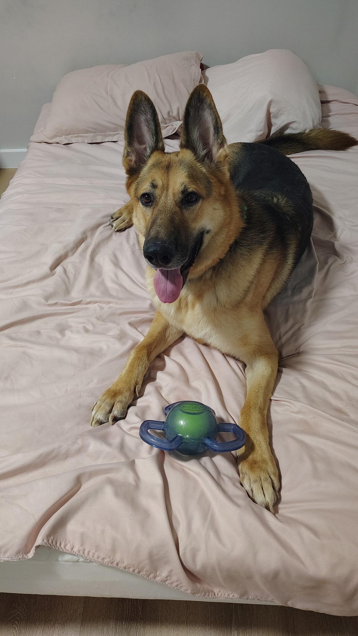 Enlarge Kilo, a Adoptable German Shepherd Dog in Dallas, TX image 3/3