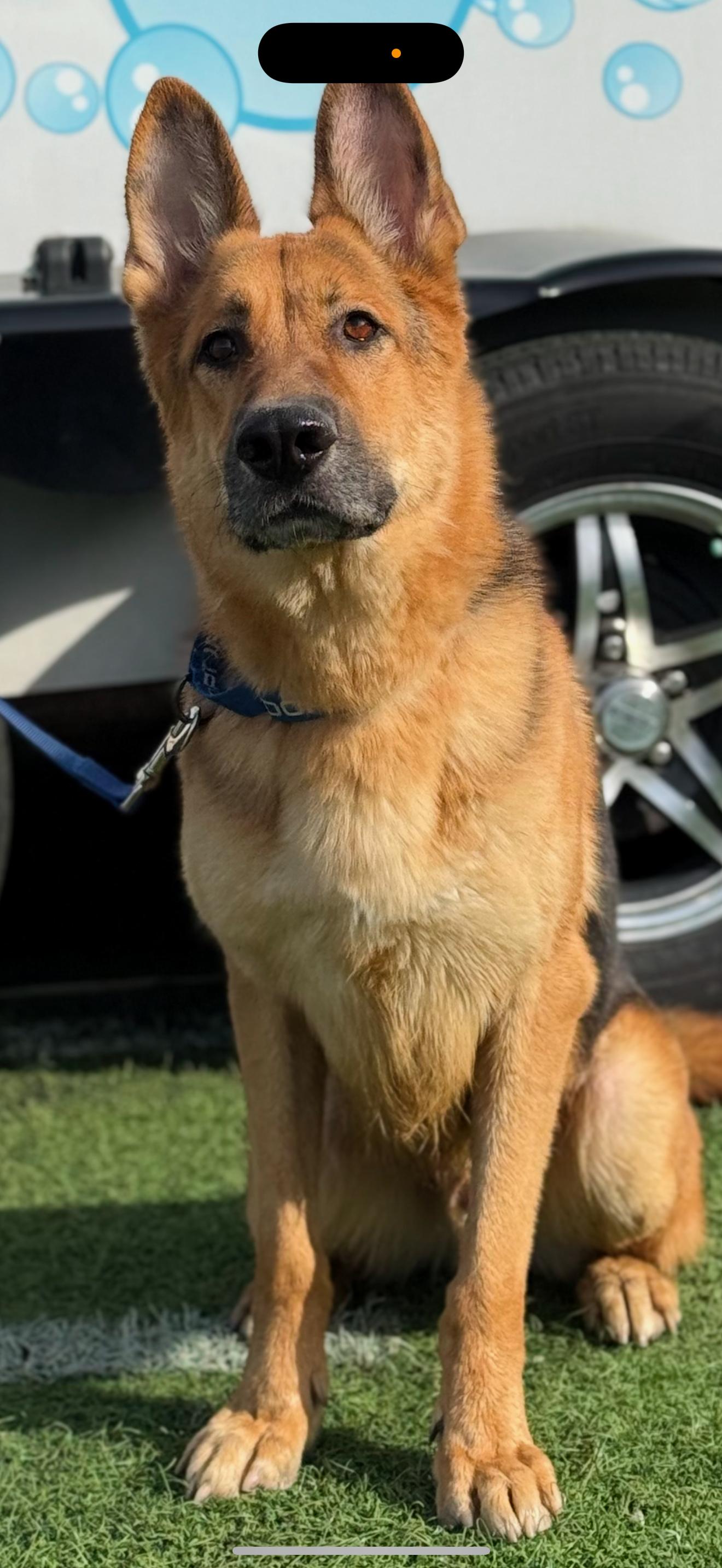 Kilo, Adult Male German Shepherd Dog