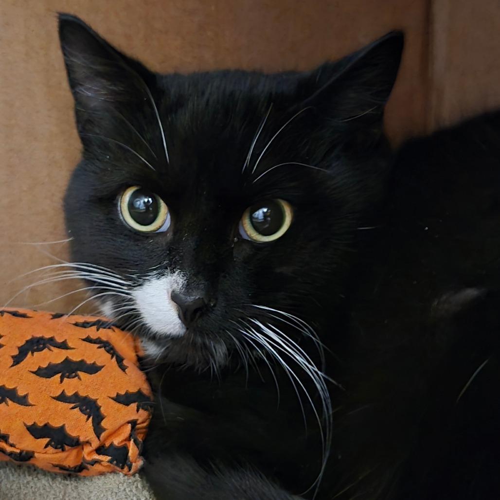 Enlarge Oreo McFlurry (Holland Cat Cove), a Adoptable Domestic Short Hair in West Olive, MI image 1/1