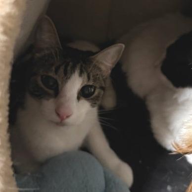 Enlarge Buttercup, a Adoptable American Shorthair in Washougal, WA image 1/5
