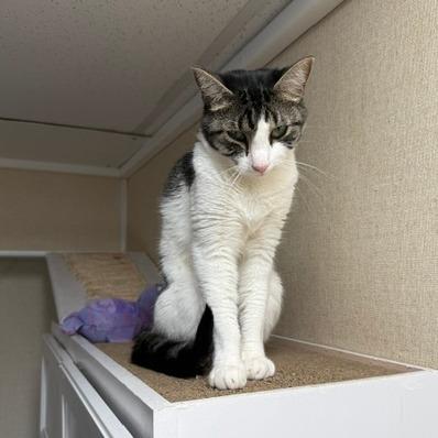 Enlarge Buttercup, a Adoptable American Shorthair in Washougal, WA image 3/4