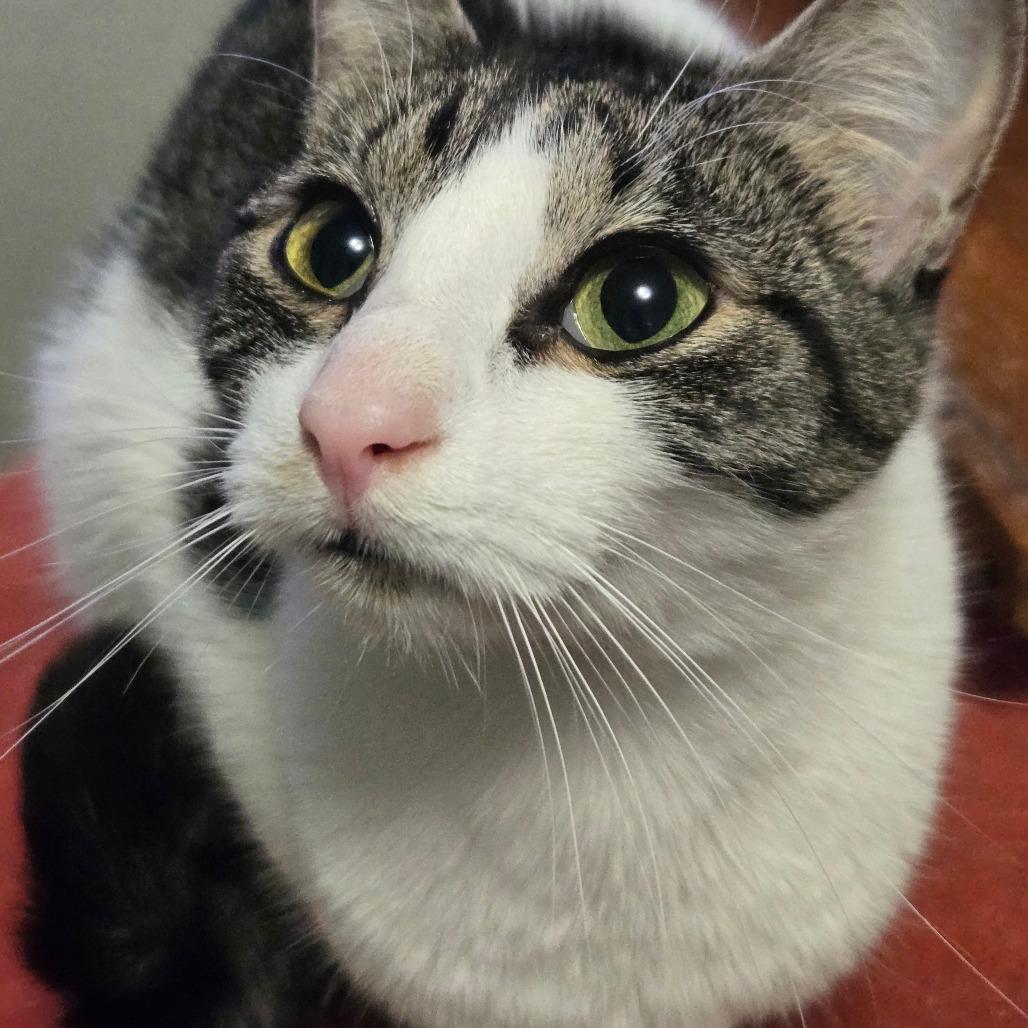 Enlarge Buttercup, a Adoptable American Shorthair in Washougal, WA image 1/3