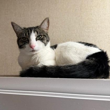 Enlarge Buttercup, a Adoptable American Shorthair in Washougal, WA image 4/4