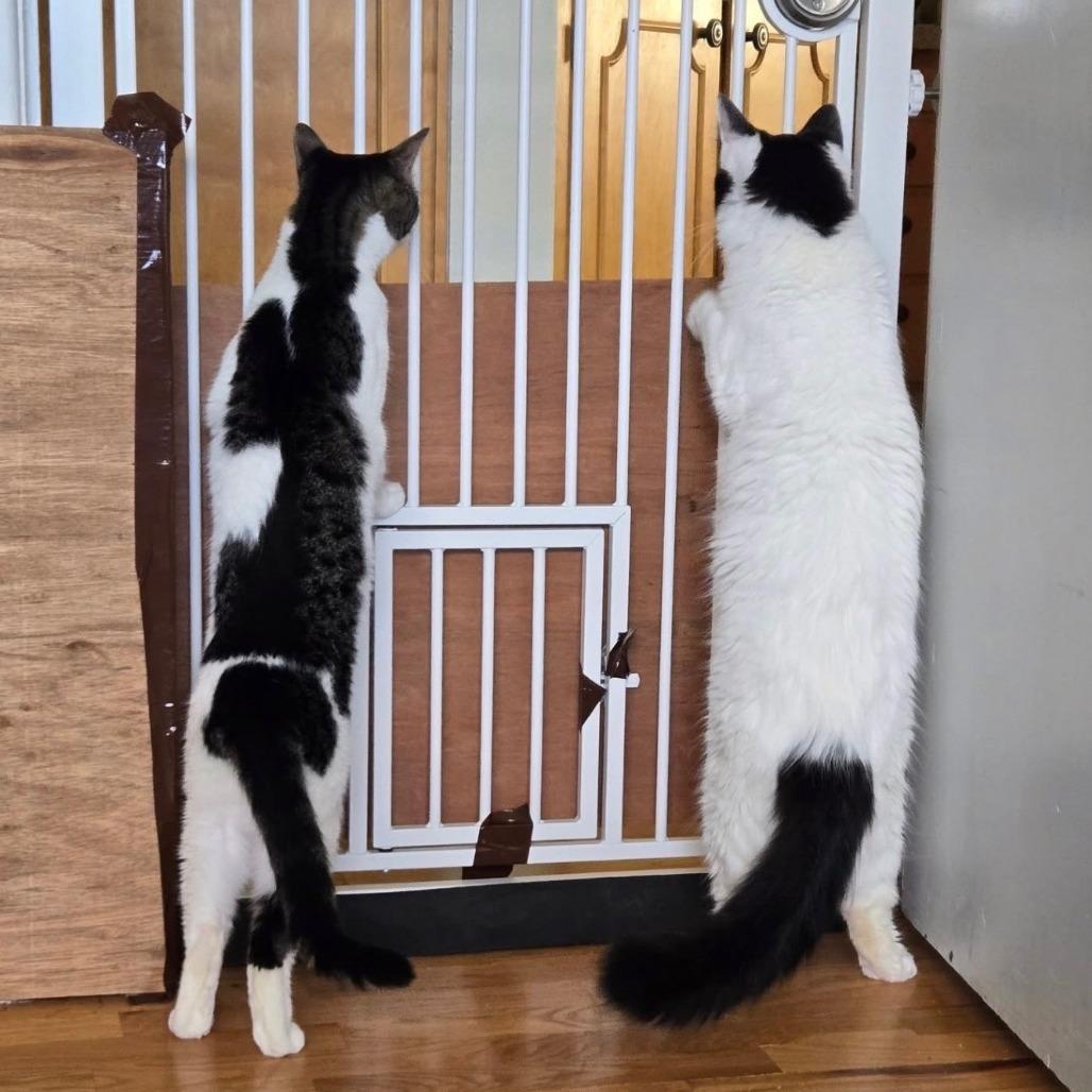 Buttercup, a Adoptable American Shorthair in Washougal, WA image 2/4