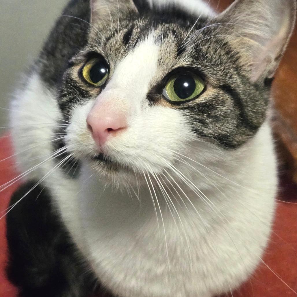 Enlarge Buttercup, a Adoptable American Shorthair in Washougal, WA image 3/5