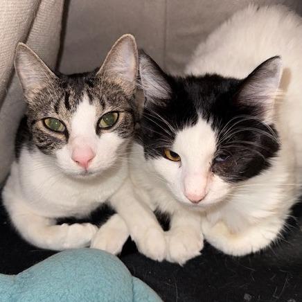 Enlarge Buttercup, a Adoptable American Shorthair in Washougal, WA image 2/3