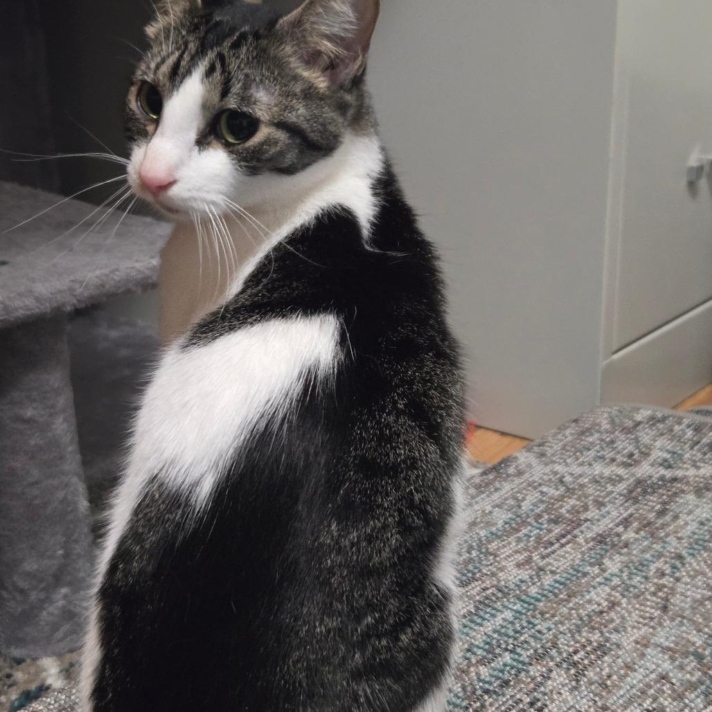 Enlarge Buttercup, a Adoptable American Shorthair in Washougal, WA image 3/3