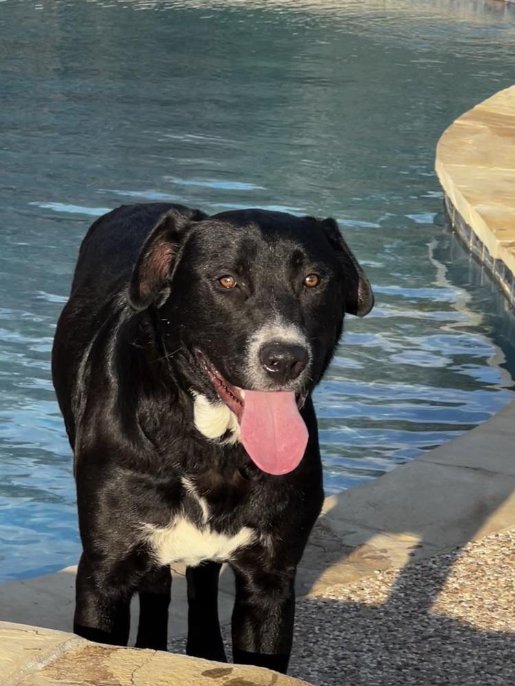 Enlarge Buddy 2.0, a Adoptable mixed breed in Oakwood, TX image 1/1