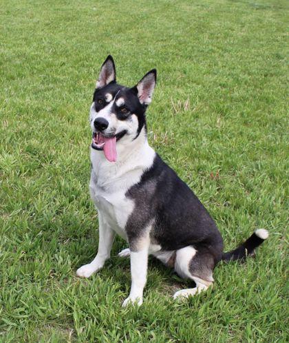 Hattie, a Adoptable mixed breed in Hastings, NE image 1/3