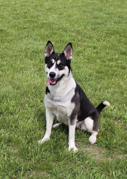 Hattie, Adoptable, Adult Female Akita & Mixed Breed.