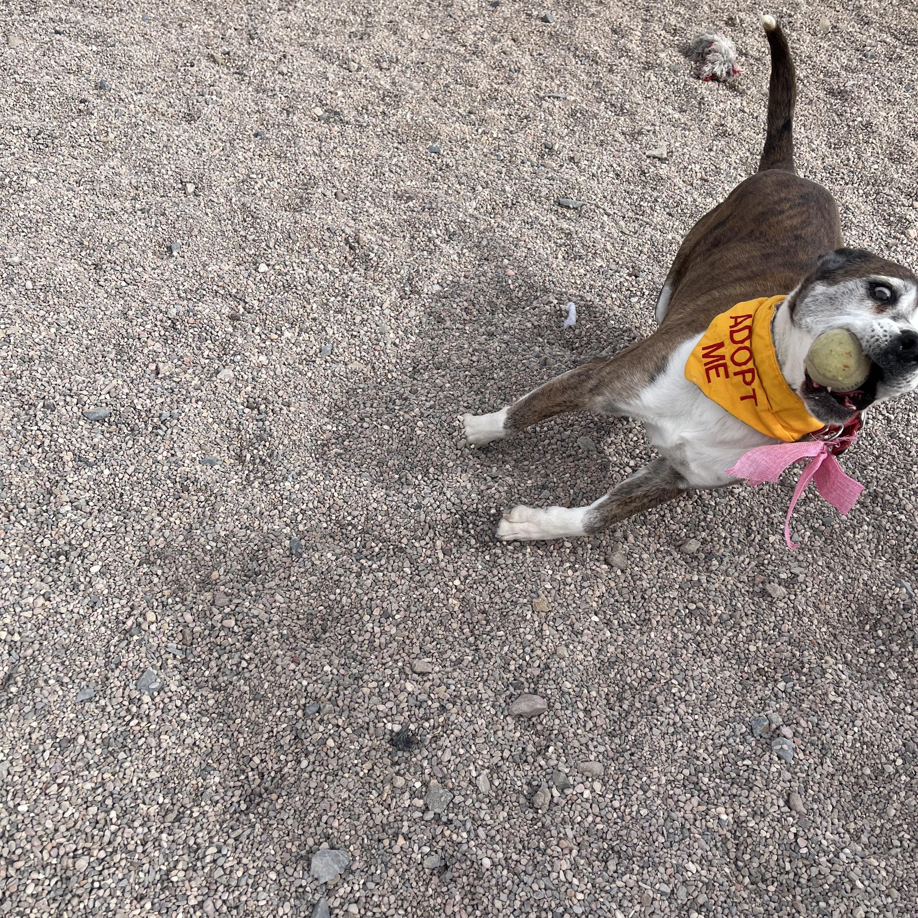 Enlarge Tom, a Adoptable mixed breed in Cedar City, UT image 3/4