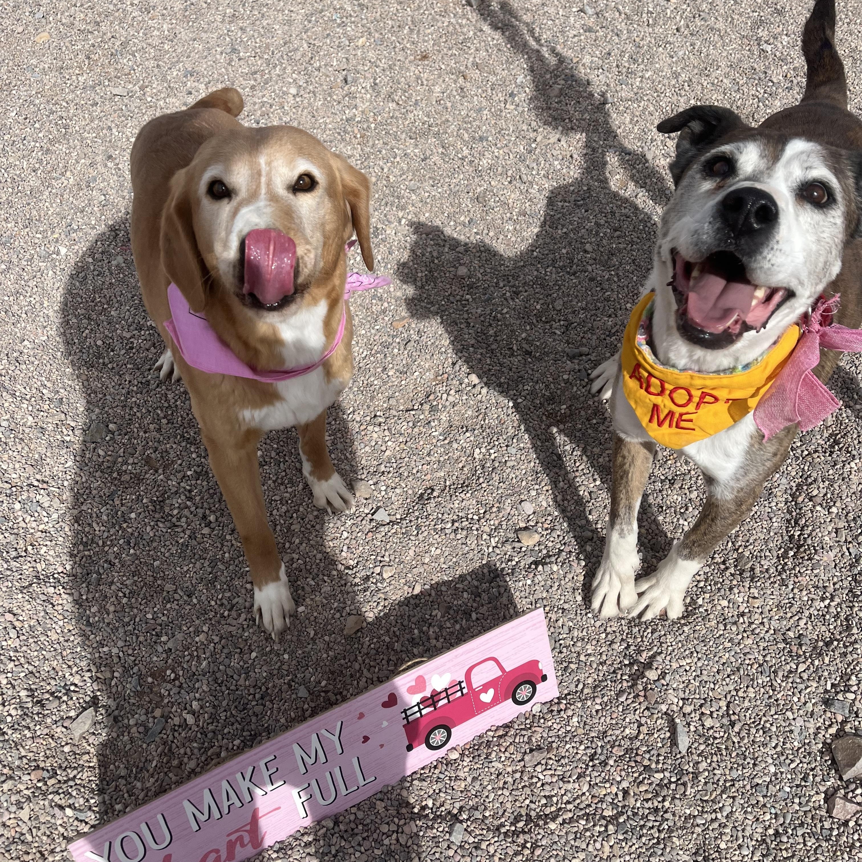 Enlarge Tom, a Adoptable mixed breed in Cedar City, UT image 4/4