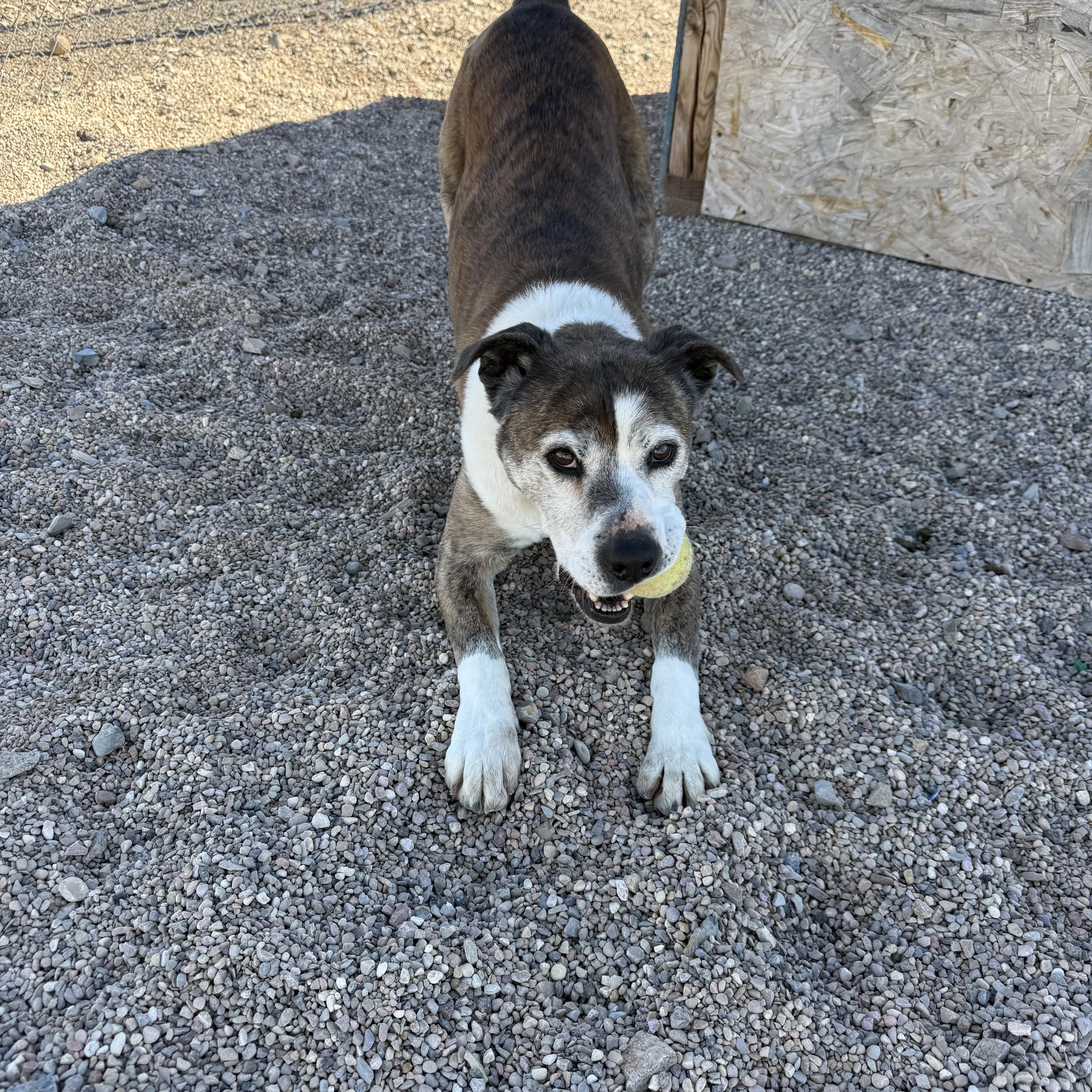 Enlarge Tom, a Adoptable mixed breed in Cedar City, UT image 2/4