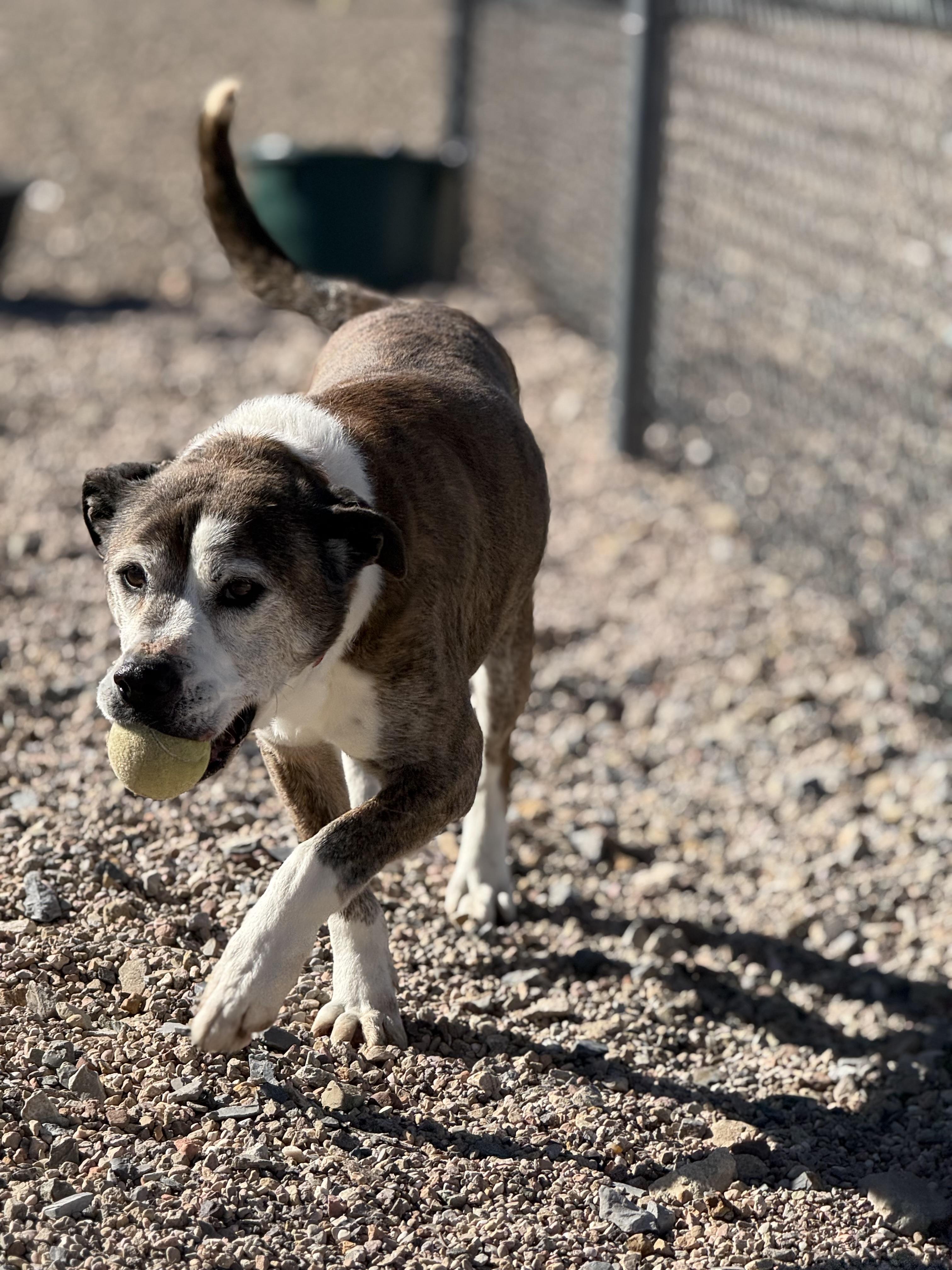 Enlarge Tom, a Adoptable mixed breed in Cedar City, UT image 1/4