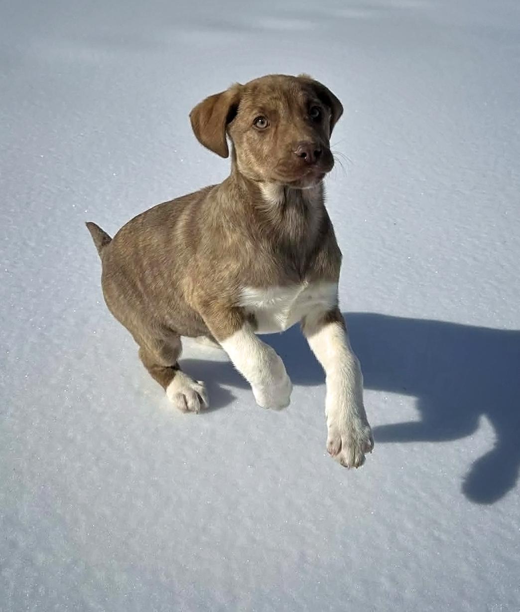 Sleetwood Mac, adopted, Puppy Female Mixed Breed.