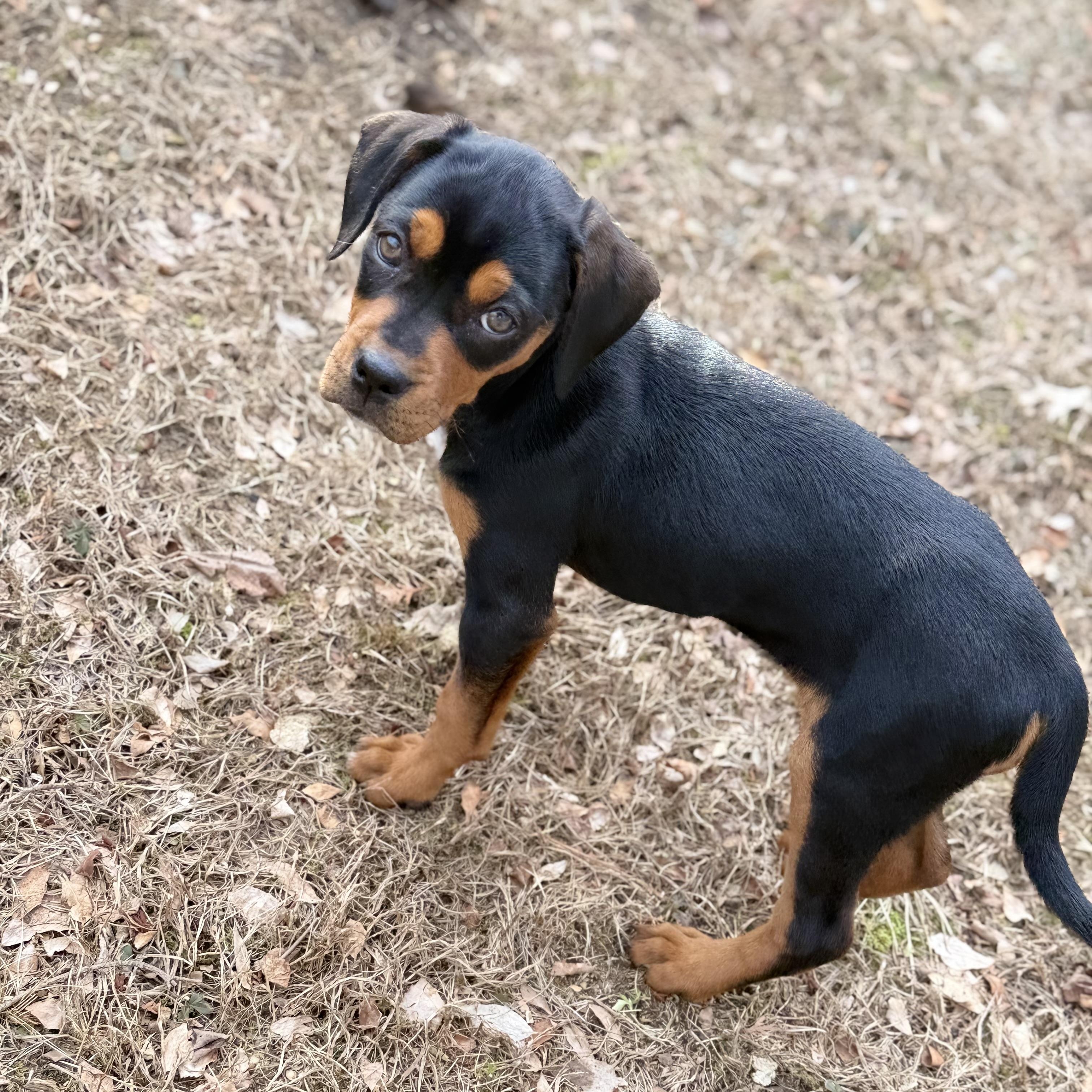 Enlarge Sadie*, an adopted mixed breed in Brooklyn, CT image 2/6