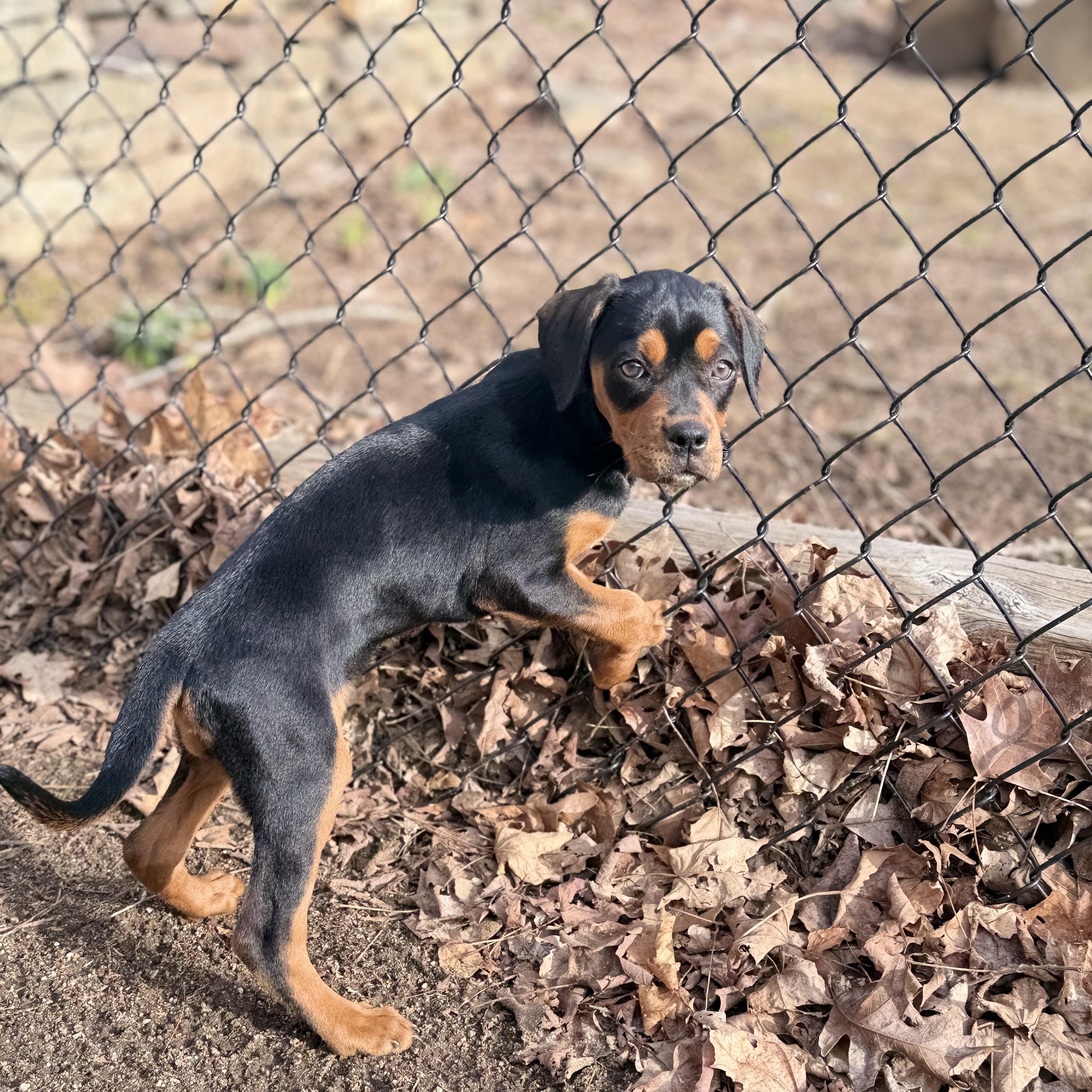 Enlarge Sadie*, an adopted mixed breed in Brooklyn, CT image 5/6