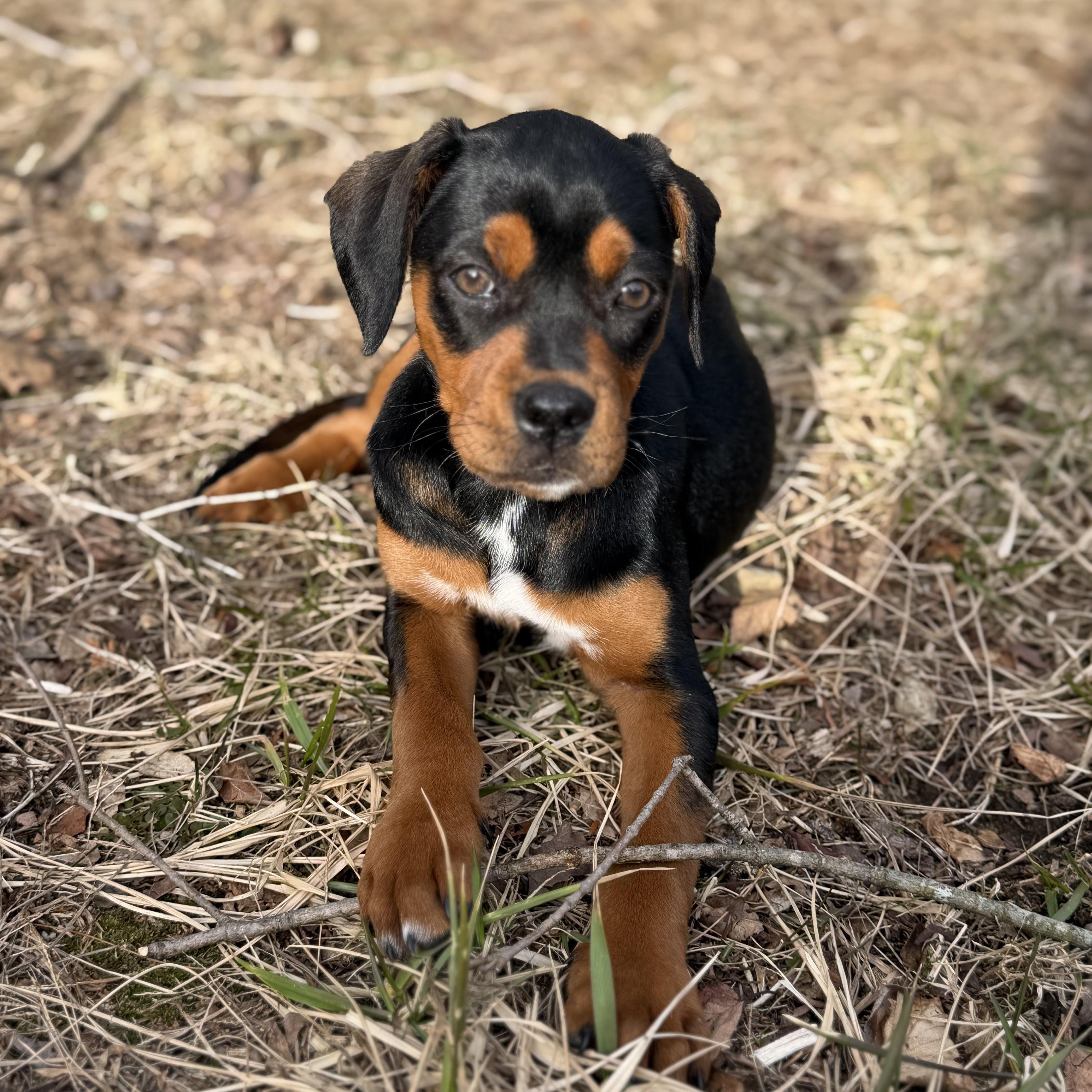 Enlarge Sadie*, an adopted mixed breed in Brooklyn, CT image 3/6