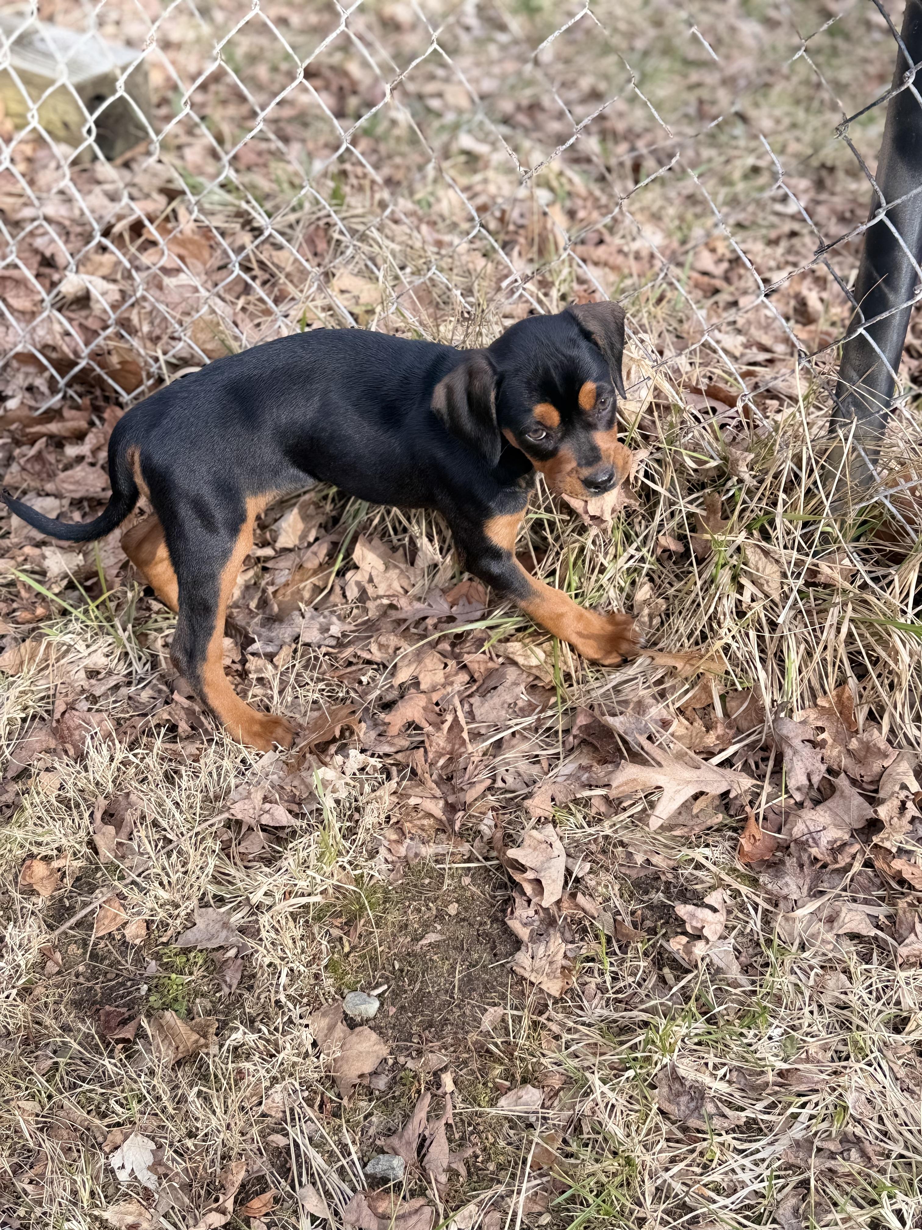 Enlarge Sadie*, an adopted mixed breed in Brooklyn, CT image 6/6