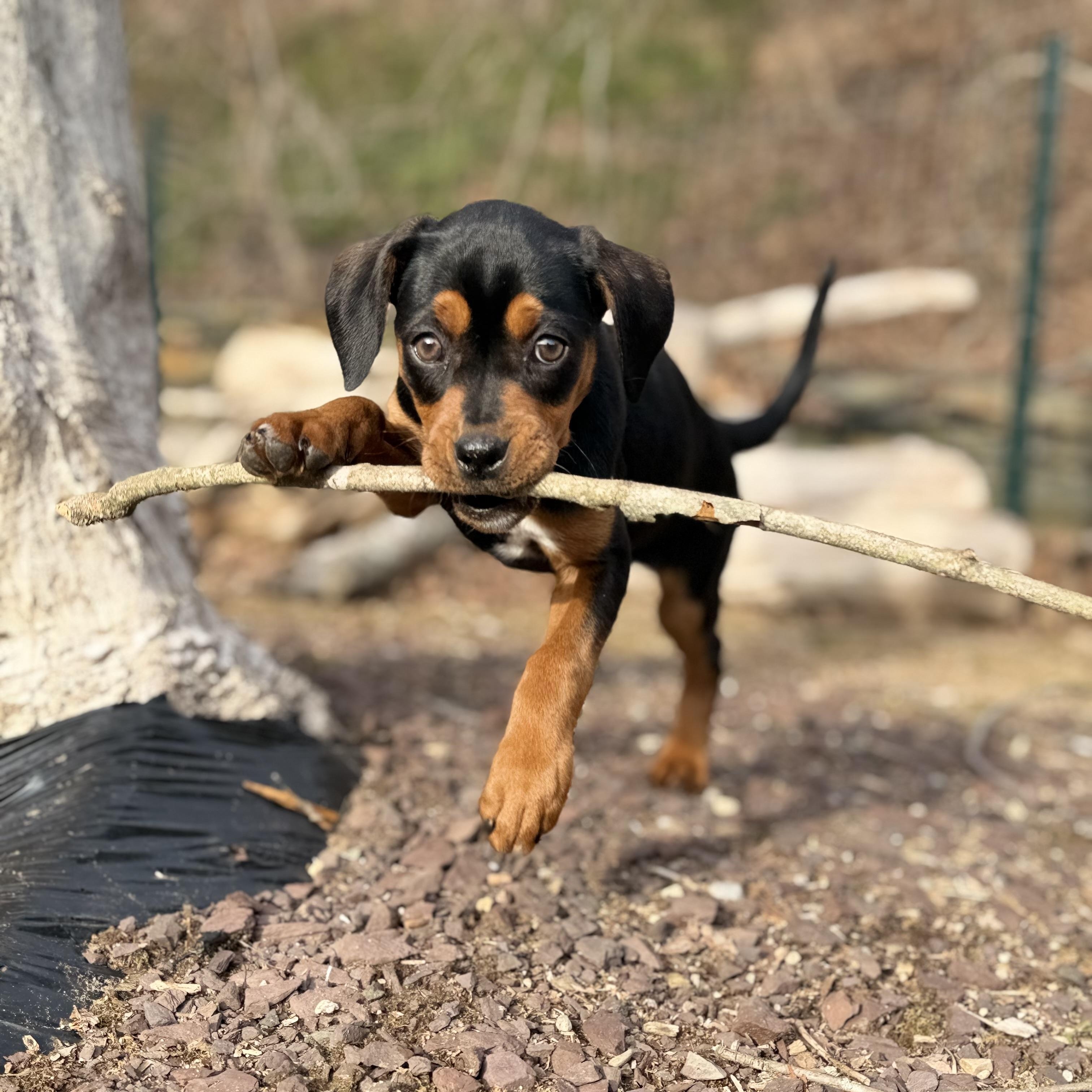 Enlarge Sadie*, an adopted mixed breed in Brooklyn, CT image 4/6