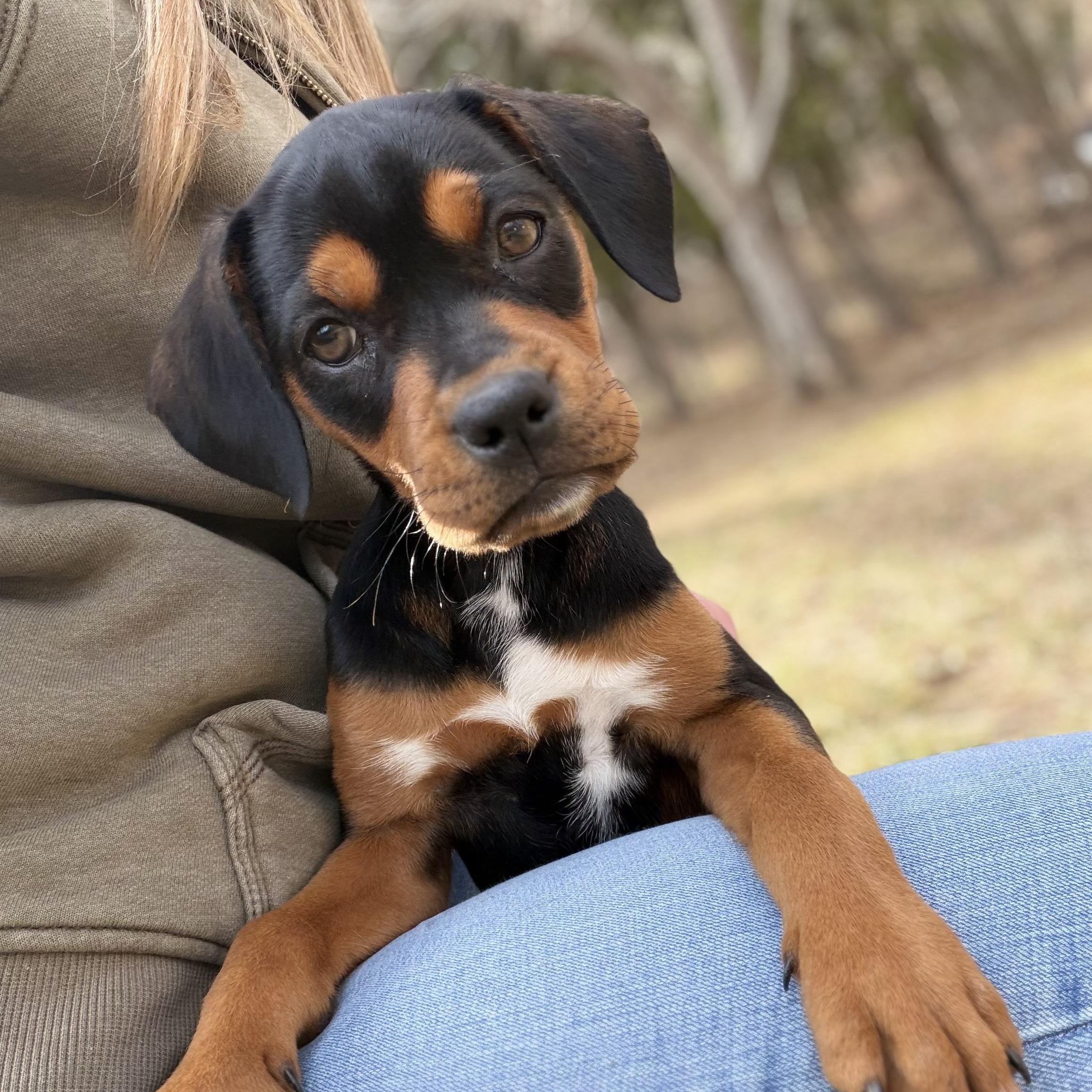 Enlarge Sadie*, an adopted mixed breed in Brooklyn, CT image 1/6