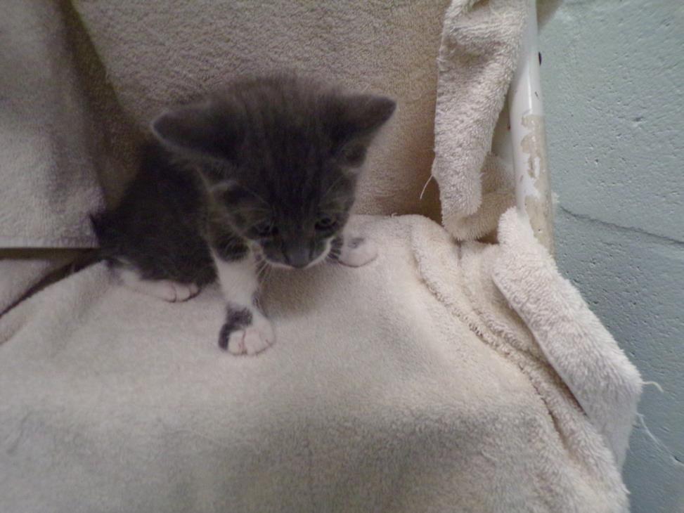 UNKOWN, Adoptable, Young Male Manx.