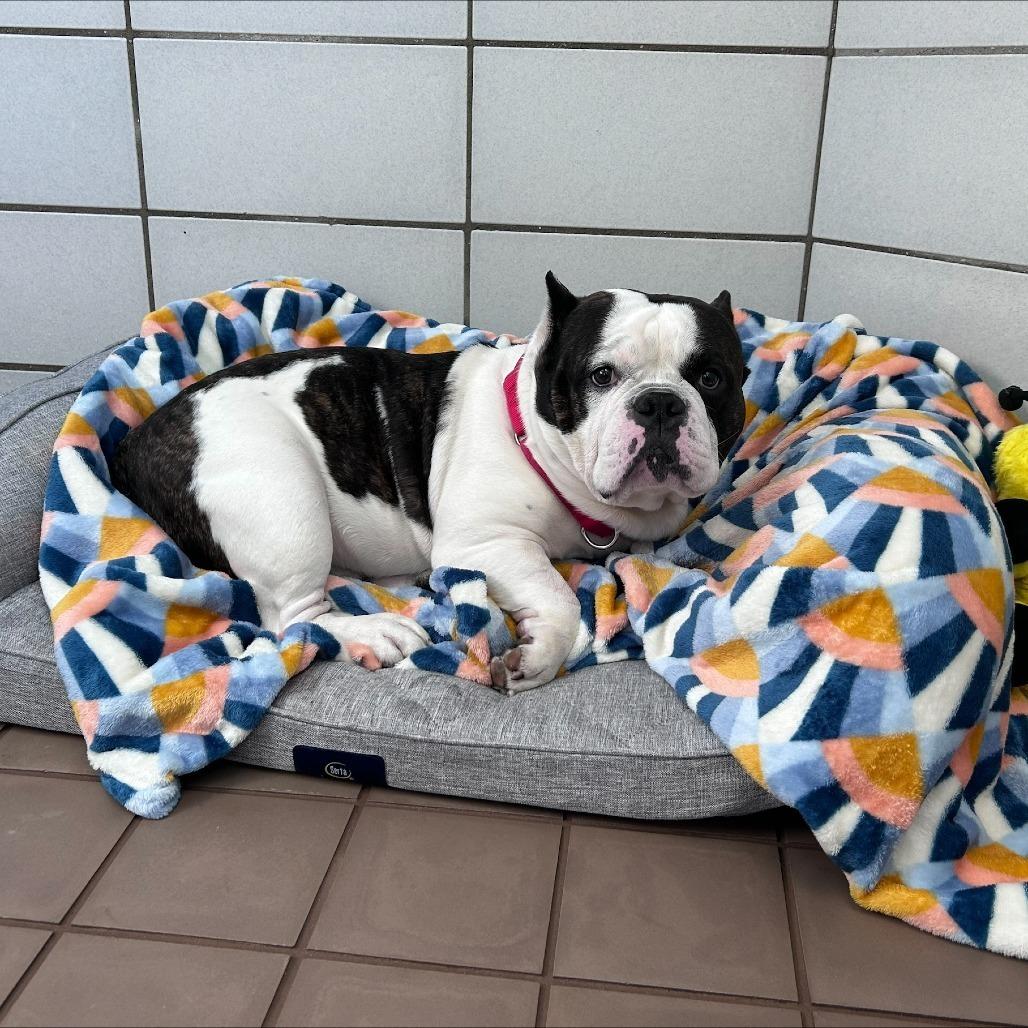 Spike, Adoptable, Adult Male Pit Bull Terrier.