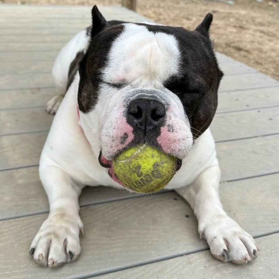 Enlarge Spike, a Adoptable Pit Bull Terrier in New York, NY image 6/6