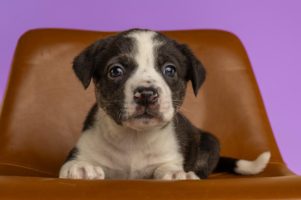 Enlarge Madison, an adopted mixed breed in Tyler, TX image 3/3