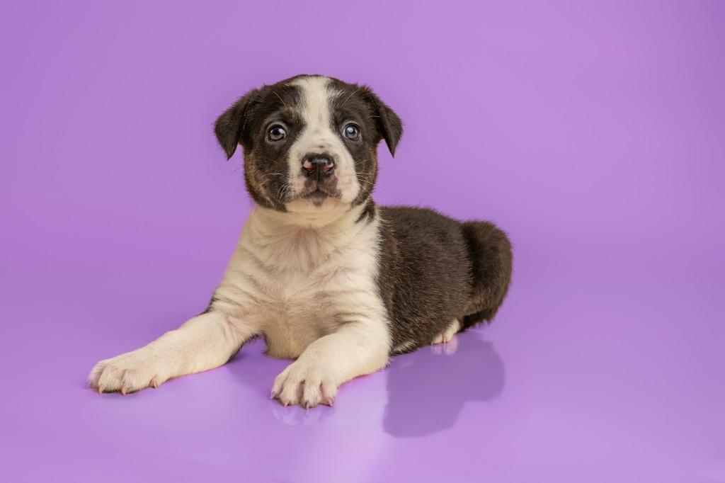 Madison, adopted, Young Female Great Pyrenees.