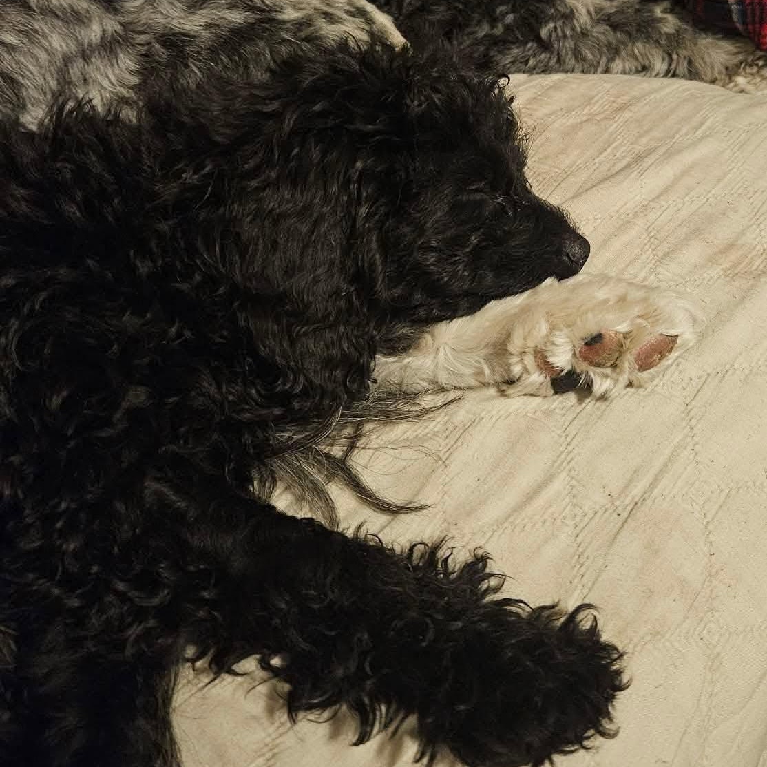 Enlarge Matilda, a Adoptable Cockapoo in Calgary, AB image 2/3