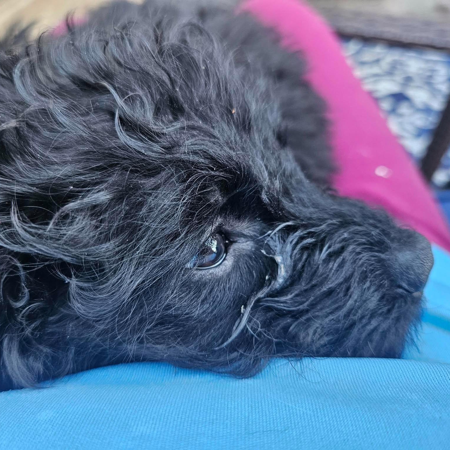 Matilda, Adoptable, Young Female Cockapoo.