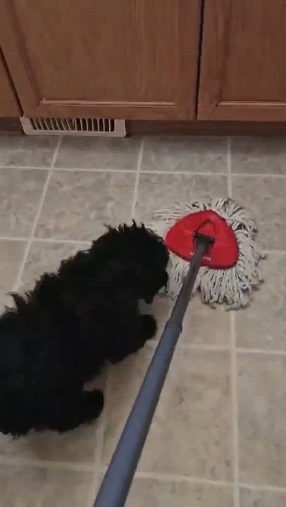 Enlarge Matilda, a Adoptable Cockapoo in Calgary, AB video 3/3