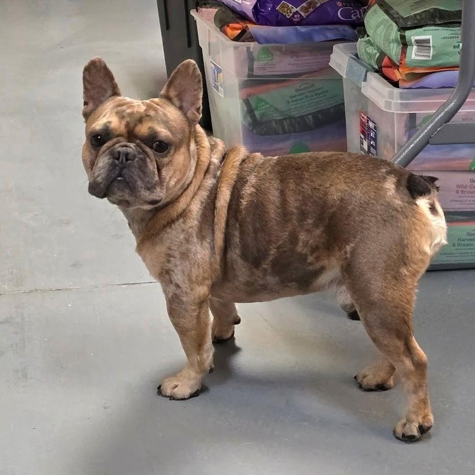 Rodrick, Adoptable, Adult Male French Bulldog.