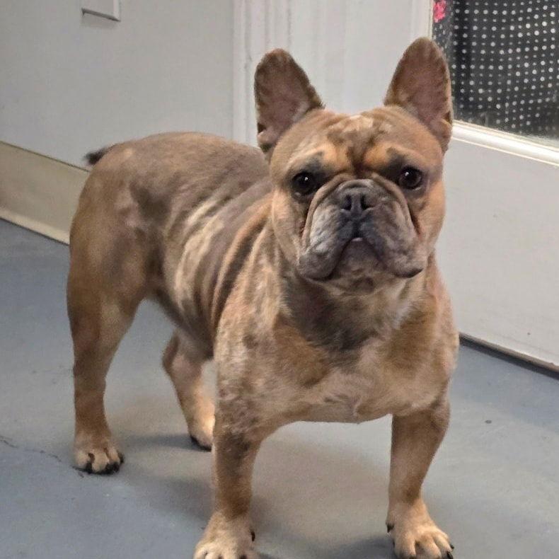 Enlarge Rodrick, a Adoptable French Bulldog in Modesto, CA image 2/3