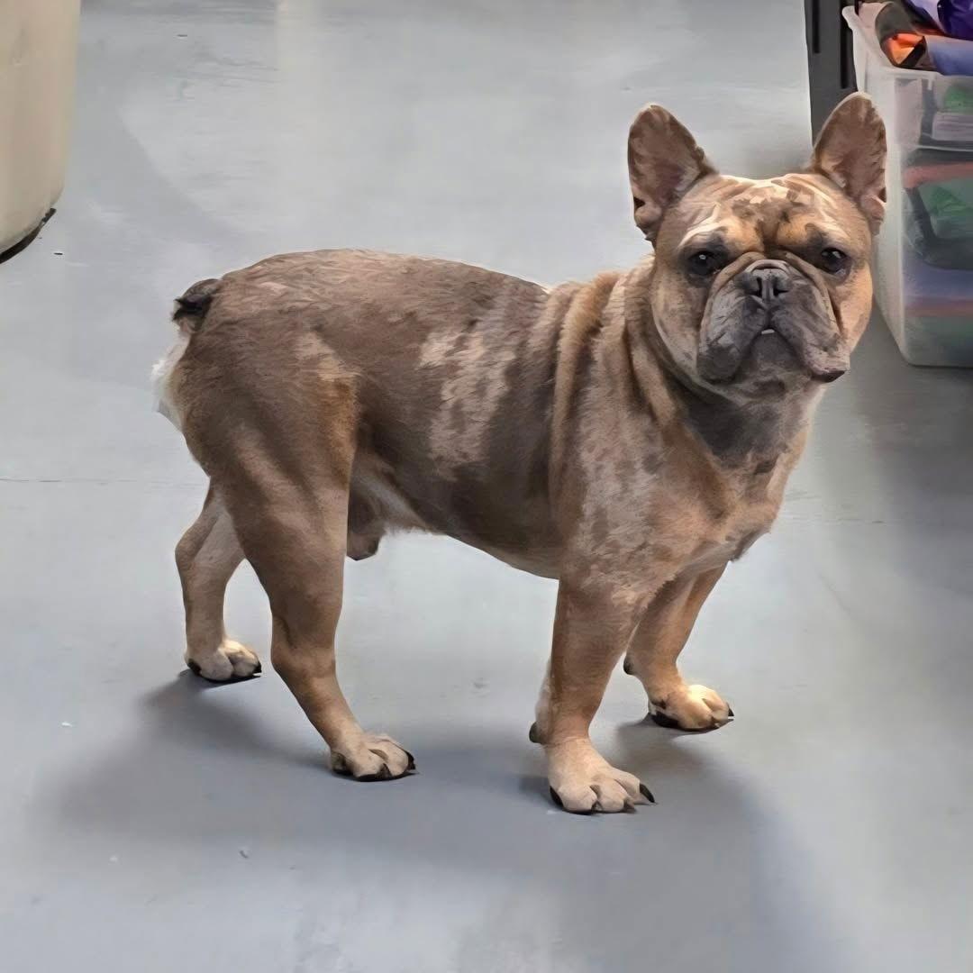 Enlarge Rodrick, a Adoptable French Bulldog in Modesto, CA image 3/3