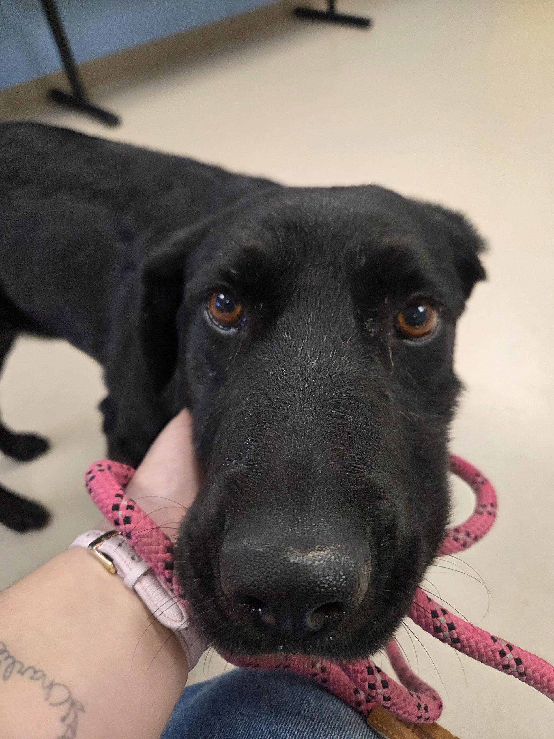 Rhea, a Adoptable mixed breed in Grand Junction, CO image 1/2