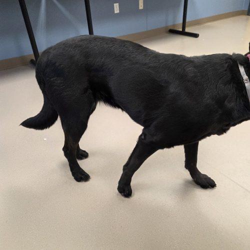Rhea, a Adoptable mixed breed in Grand Junction, CO image 2/2