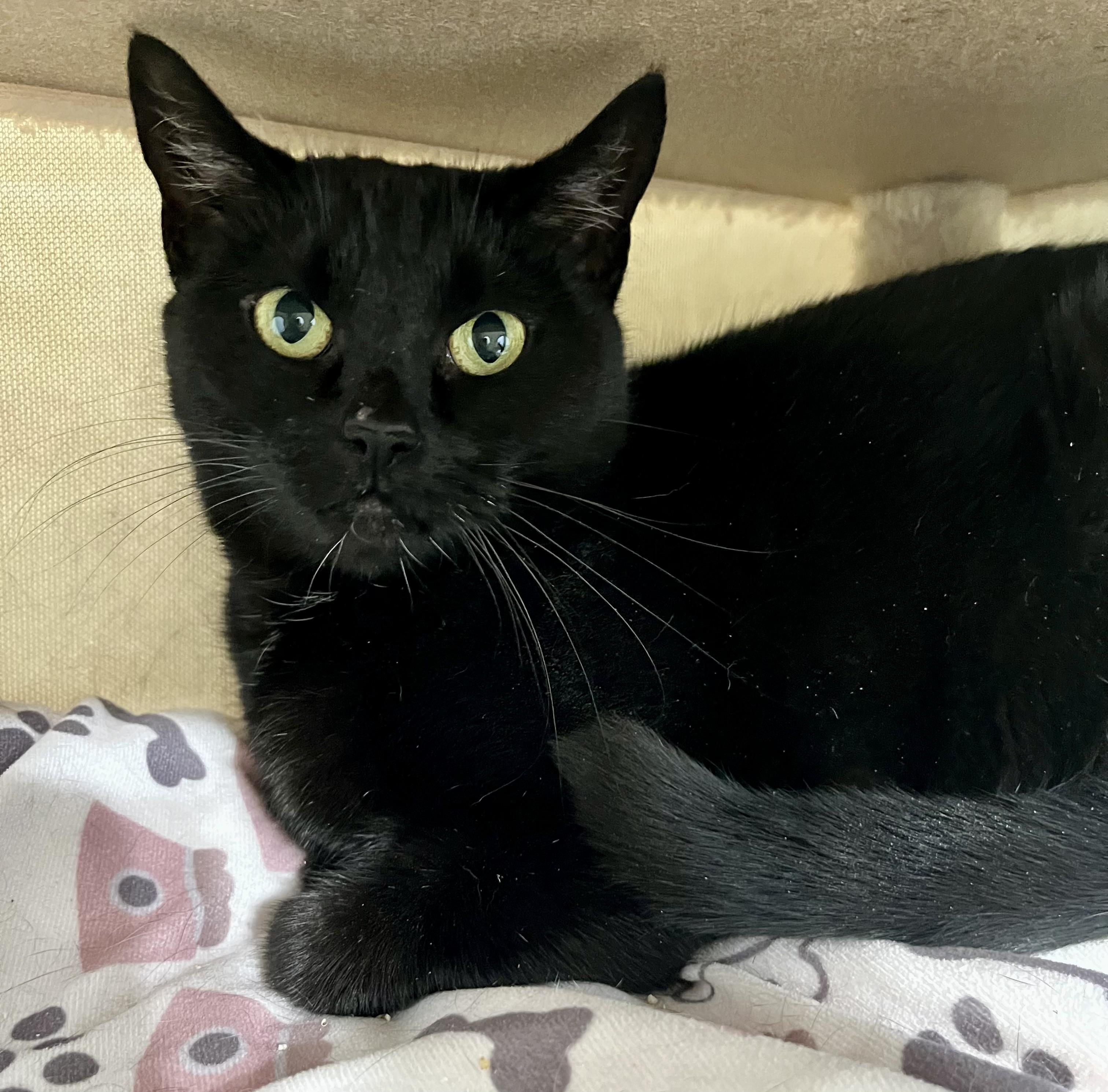 Lorelai, Adoptable, Young Female Domestic Short Hair.