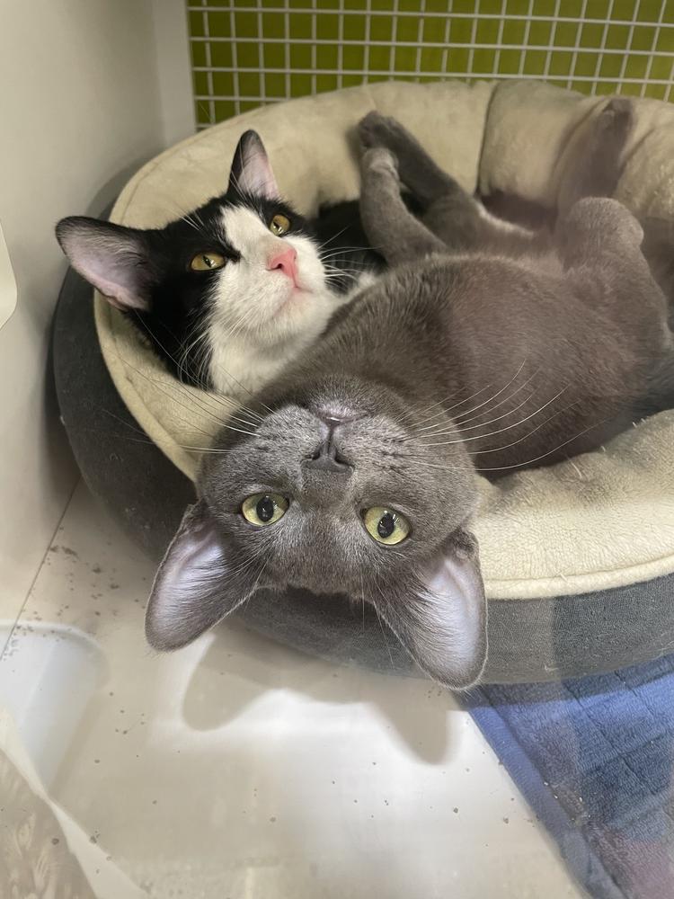 Enlarge Kobalt 9391, a Adoptable Domestic Medium Hair in Dallas, TX image 3/5