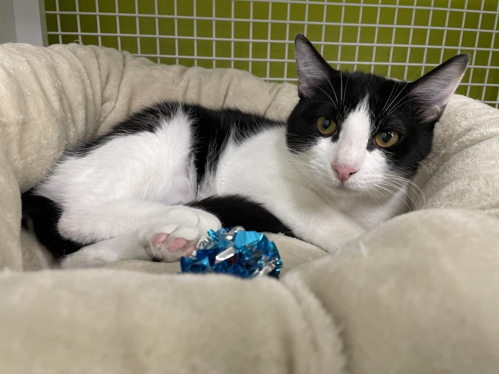 Enlarge Kobalt 9391, a Adoptable Domestic Medium Hair in Dallas, TX image 4/5