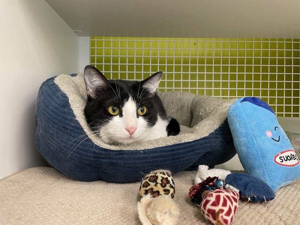 Kobalt 9391, Adoptable, Adult Female Domestic Medium Hair.