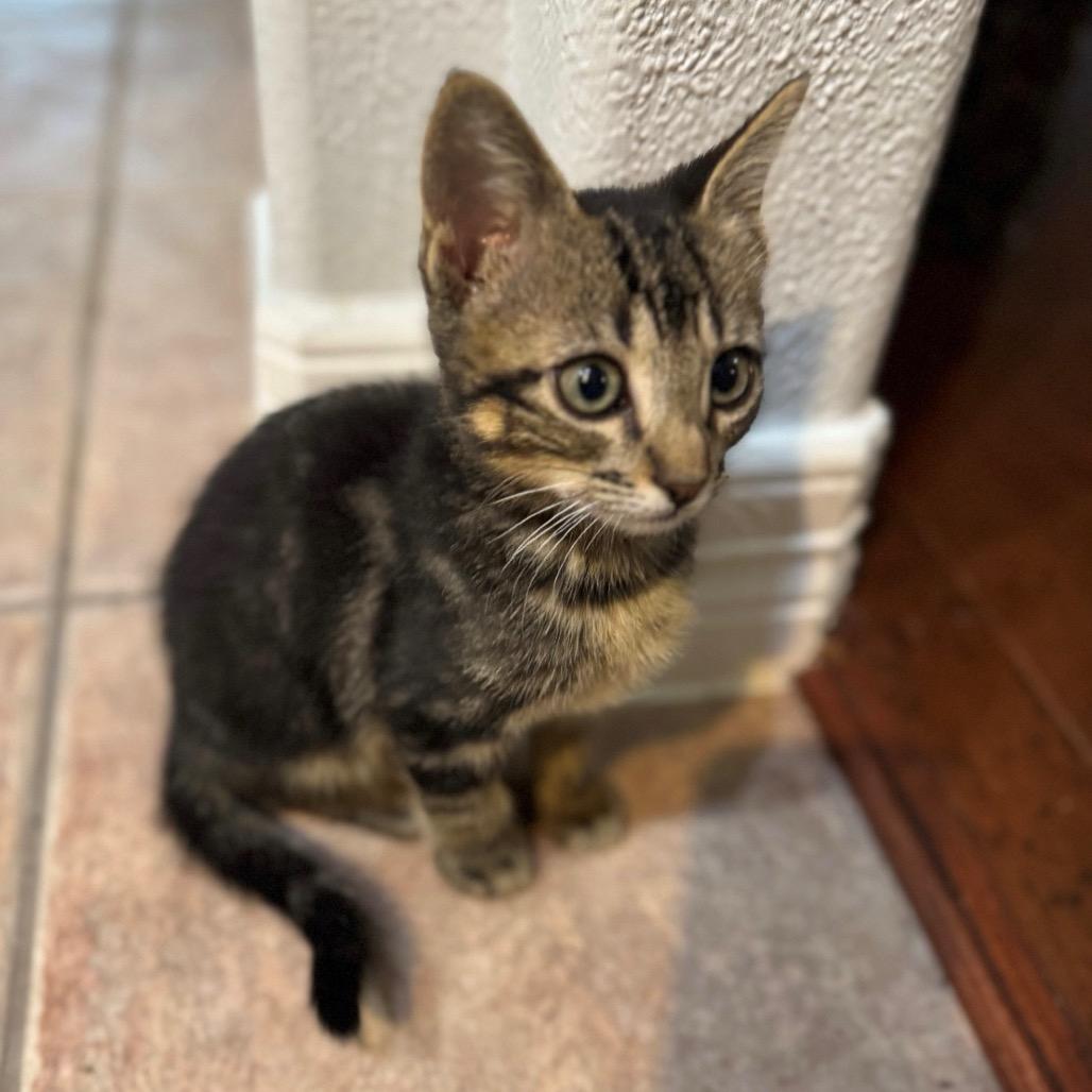 Nash, Adoptable, Kitten Male Domestic Short Hair.