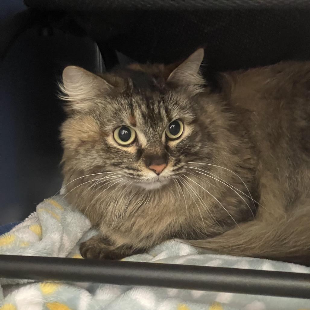 Sassy, Adoptable, Adult Female Domestic Long Hair.